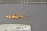 Click for 1 image(s) for this accession. Spike